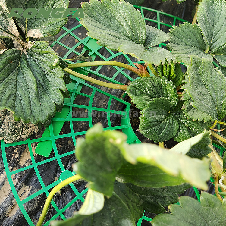 园艺塑料草莓生长支架